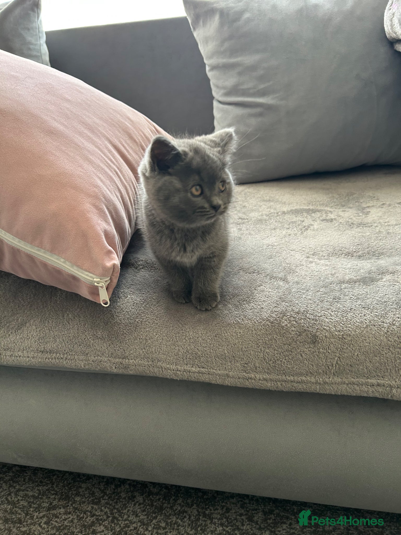 British Shorthair cats British Shorthair  - Advert 11