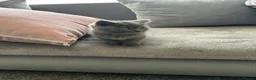 British Shorthair cats for sale: British Shorthair  - Advert 1