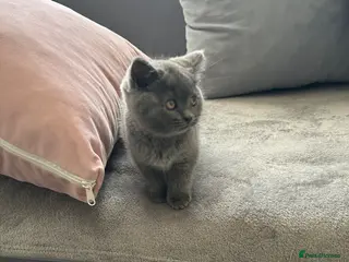 British Shorthair cats British Shorthair - Advert 11