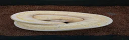 Python Snake reptiles for sale: Royal python morphs for sale - Advert 3