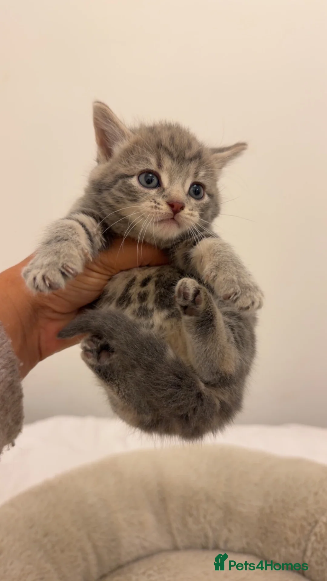 Mixed Breed cats for sale: Kittens  - Advert 2
