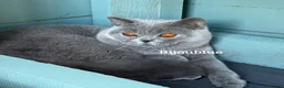 British Shorthair cats for stud: Blue Polish Import For Stud - Advert 4