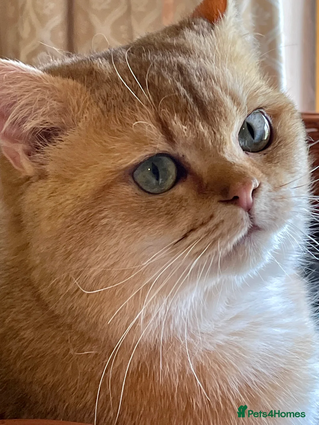 British Shorthair cats for sale: Young Neutered Pedigree Adults - Advert 5