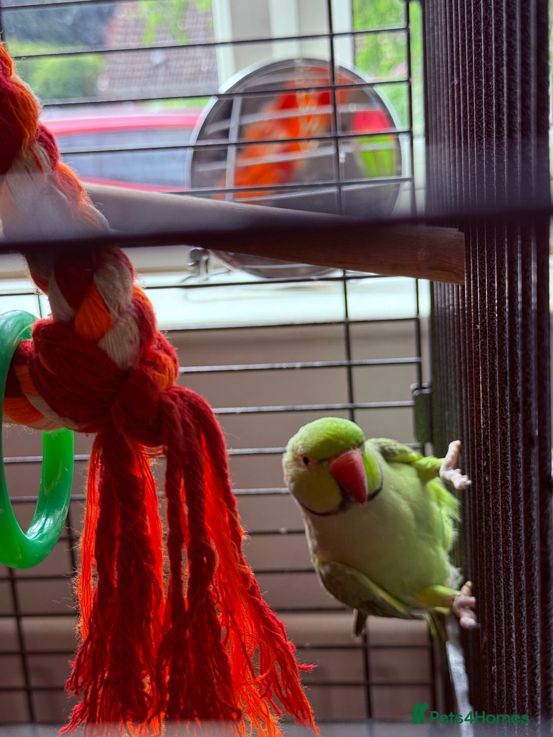 Ringnecks birds for sale: Beautiful green male ringneck - Image 5