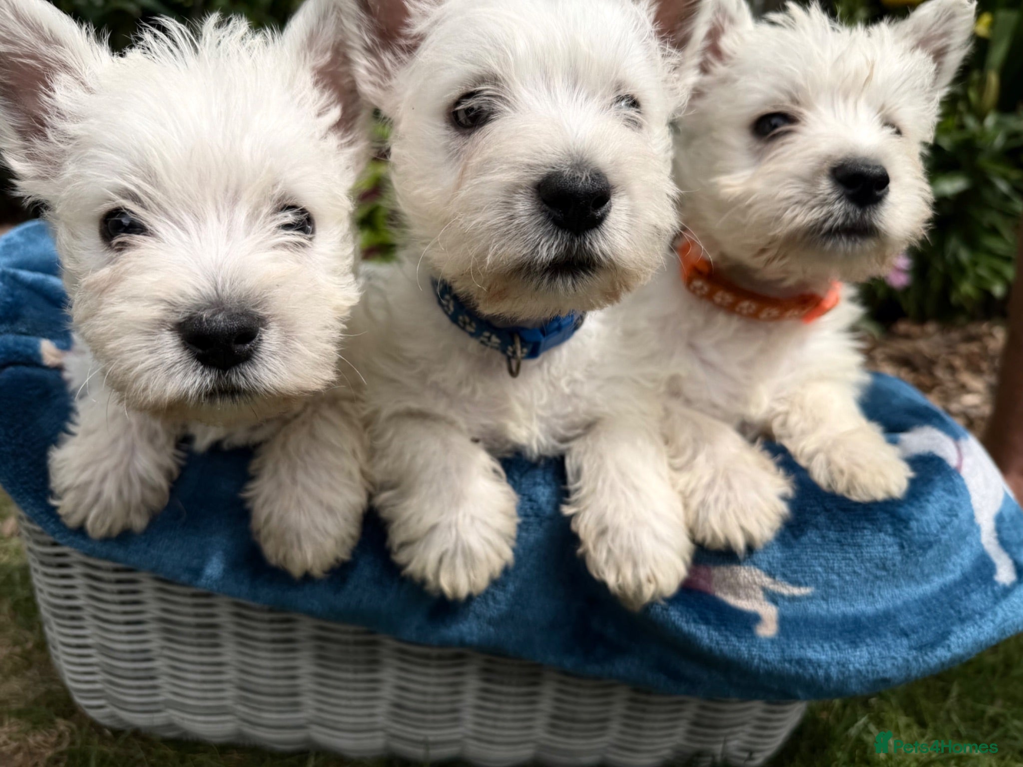 West Highland Terrier dogs 3 Beautiful West Highland Terrier Puppies  - Advert 10