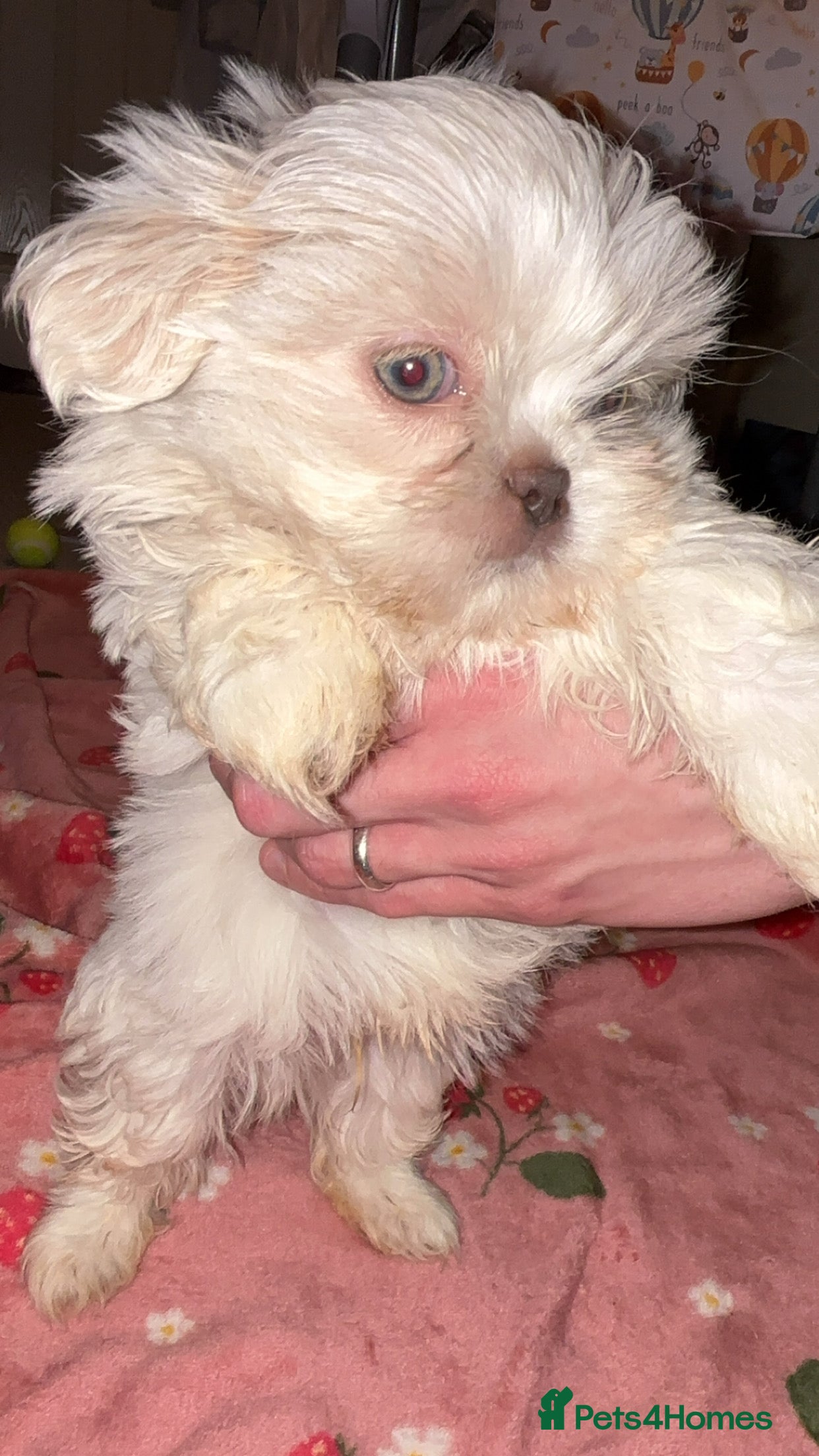 Shih Tzu dogs lilic boy shih Tzu left - Advert 1