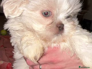 Shih Tzu dogs lilic boy shih Tzu left - Advert 1