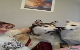 Siberian Husky dogs for sale: 4 yrs old husky - Image 3