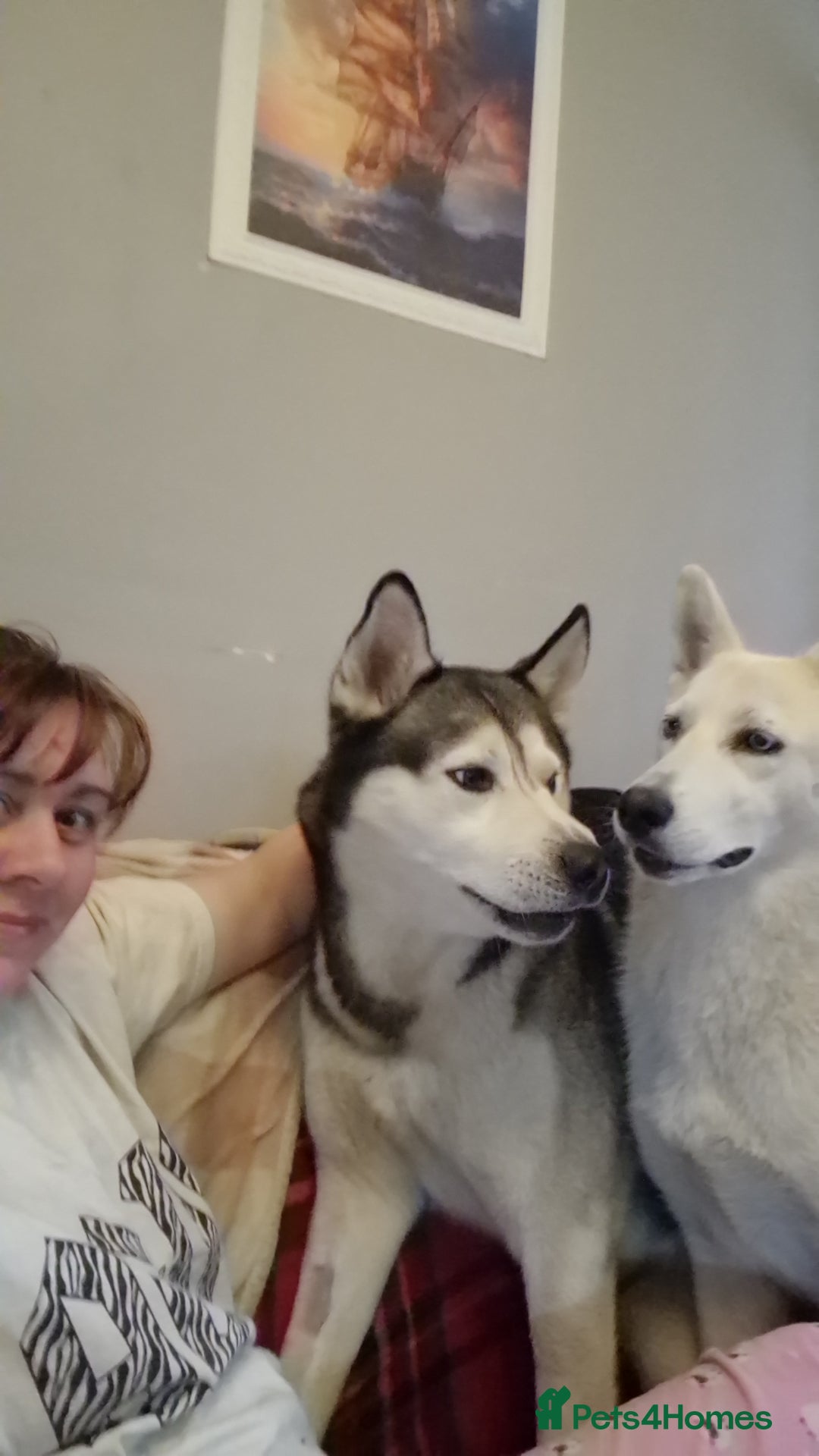Siberian Husky dogs for sale: 4 yrs old husky - Image 3