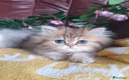 Persian cats for sale: 🌟Beautiful Pedigree Chinchilla Persian Kitten🌟 - Image 7