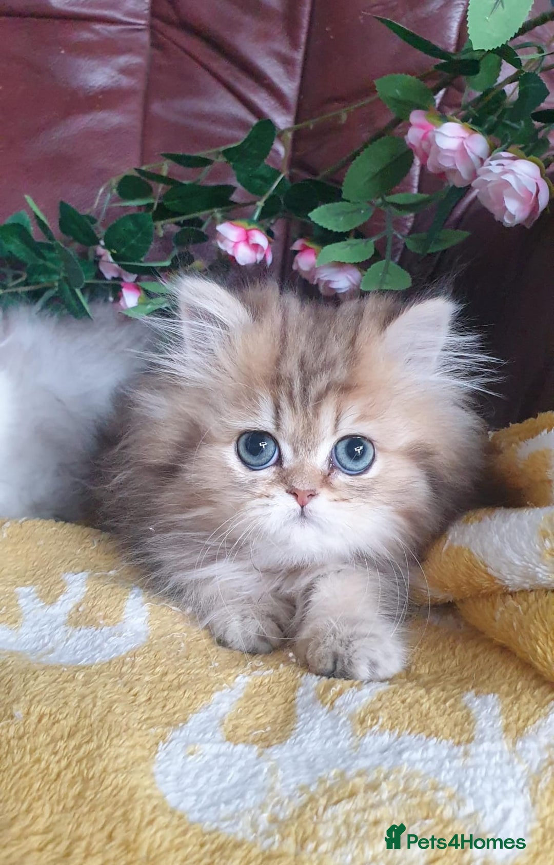 Persian cats for sale: 🌟Beautiful Pedigree Chinchilla Persian Kitten🌟 - Image 7