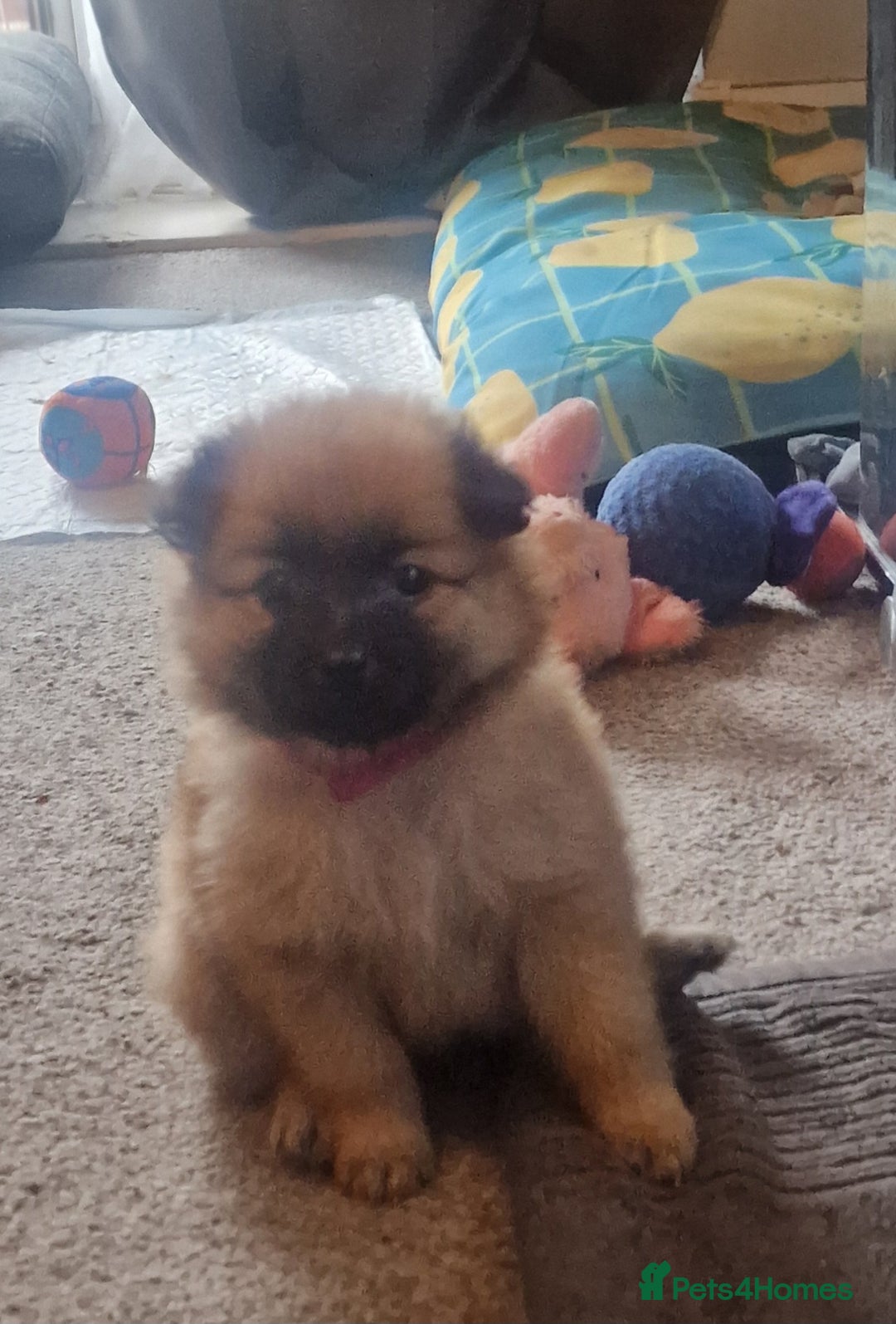 Pomeranian dogs for sale: Gorgeous Pomeranian puppies for sale - Image 8