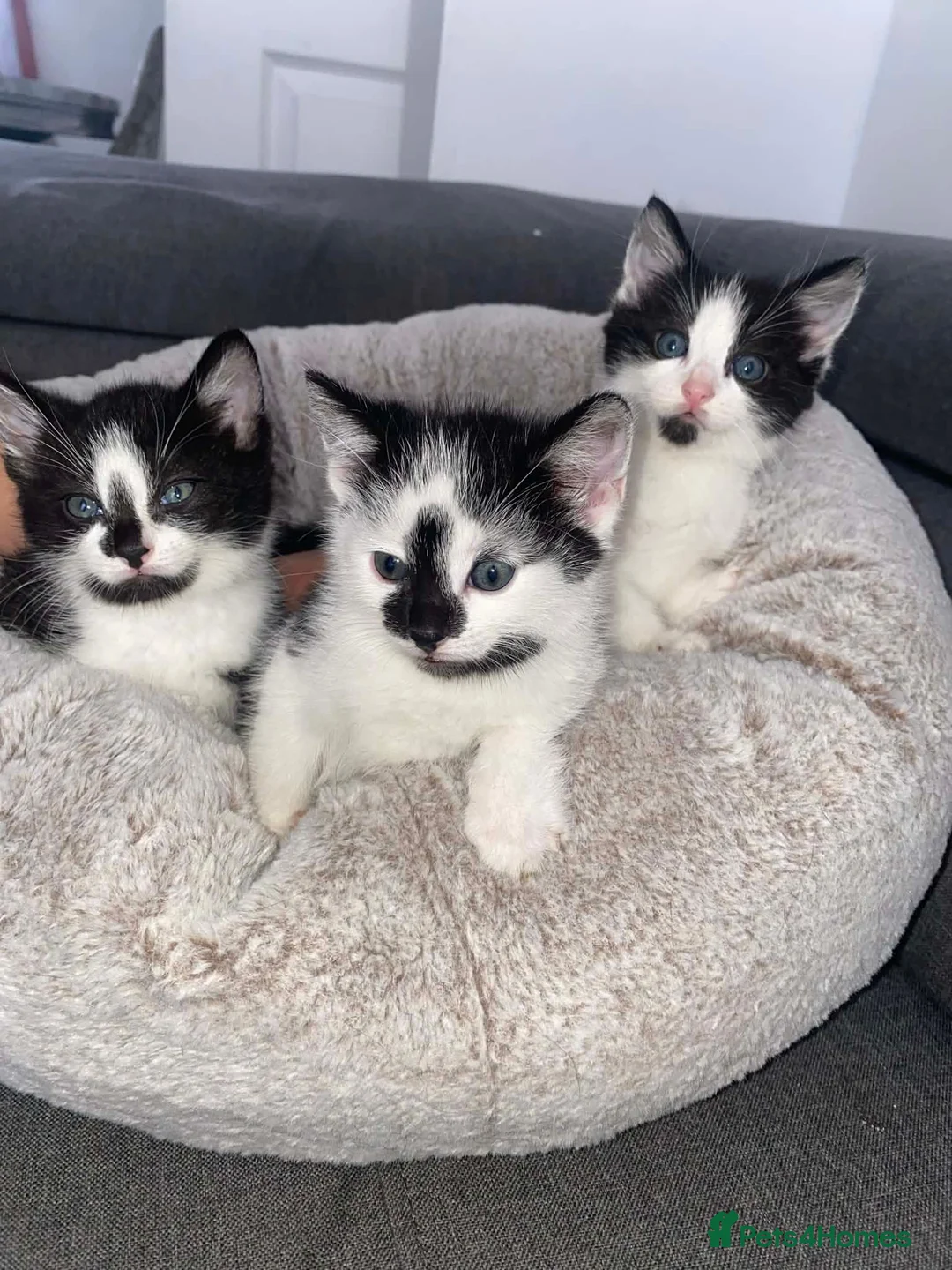 Domestic Shorthair cats for sale: Domestic short hair cats  - Advert 2