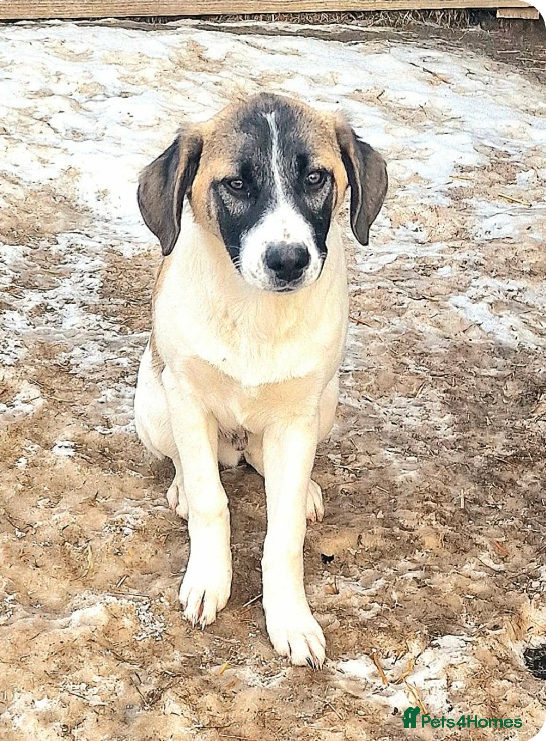 Mixed Breed dogs for adoption: DAVE (FOSTER TO ADOPT)  - Advert 6