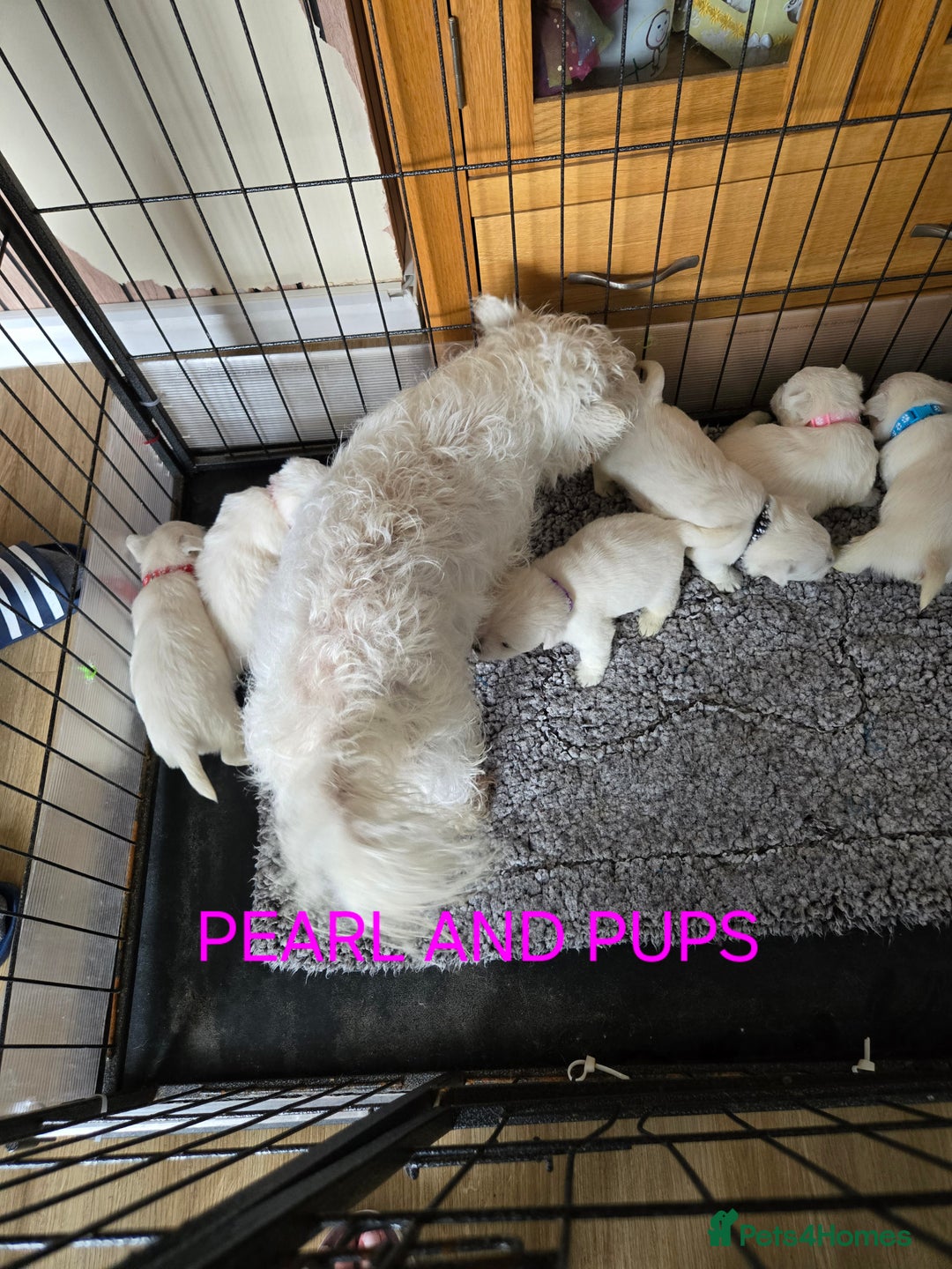 West Highland Terrier dogs for sale: STUNNING WEST HIGHLAND TERRIER PUPPIES  - Image 14