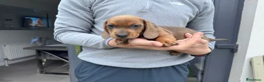 Dachshund Puppy 1