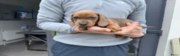 Dachshund dogs for sale: Armagh Dachshunds Ready for new homes - Advert 6