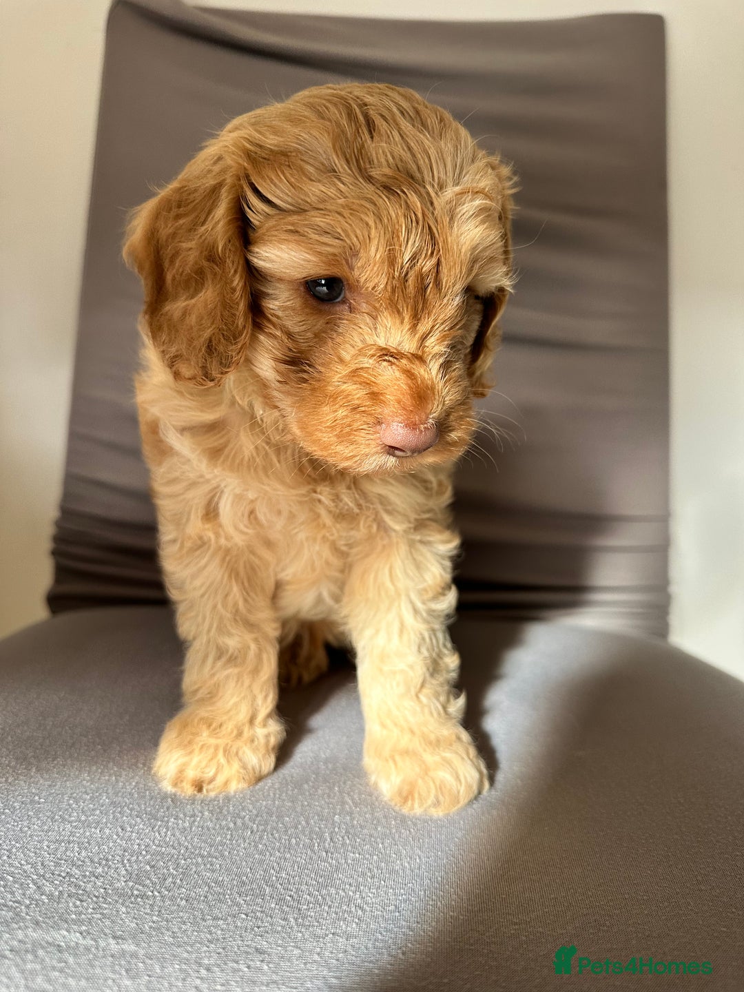 Cockapoo dogs for sale: Adorable Pappy Bread Cockapoo Puppies F2 - Image 22