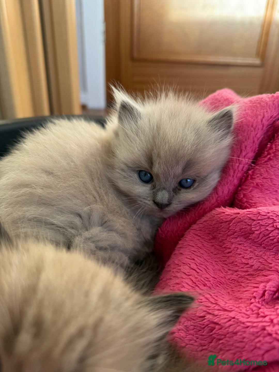 Ragdoll cats for sale: 2 Elegant Champion Bloodline Siblings  - Advert 5