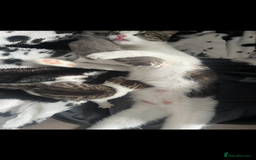 Mixed Breed cats for sale: 1 male & 1 female kitten available  - Image 4