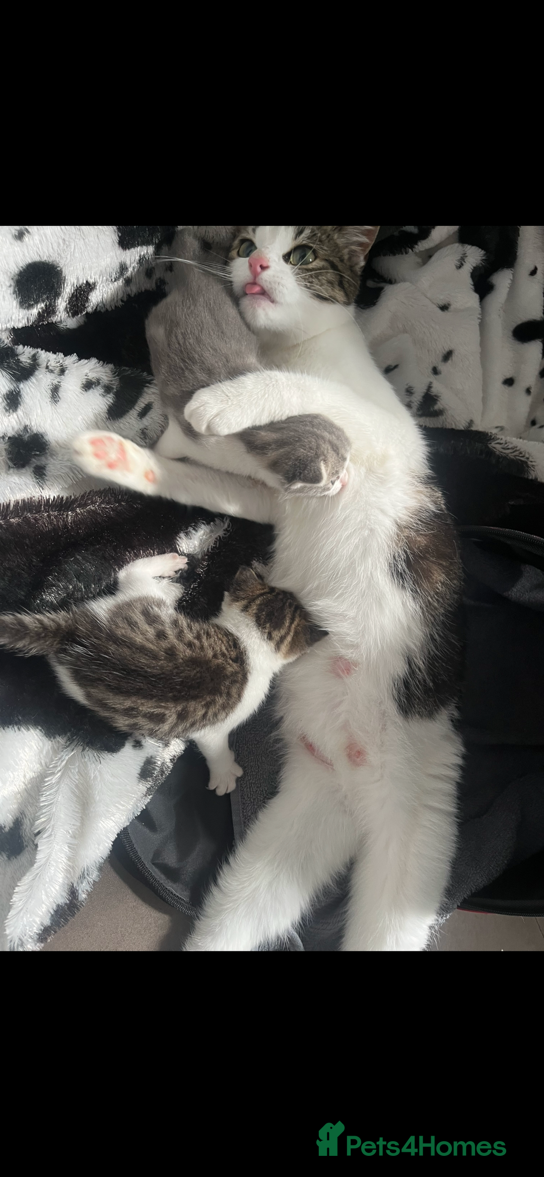 Mixed Breed cats for sale: 1 male & 1 female kitten available  - Image 4