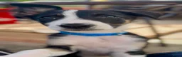Border Collie dogs for sale: Litter of 2 beautiful male border collie puppies. - Advert 10