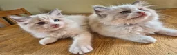 Ragdoll cats for sale: Ragdoll kittens GCCF regsitered - Advert 13