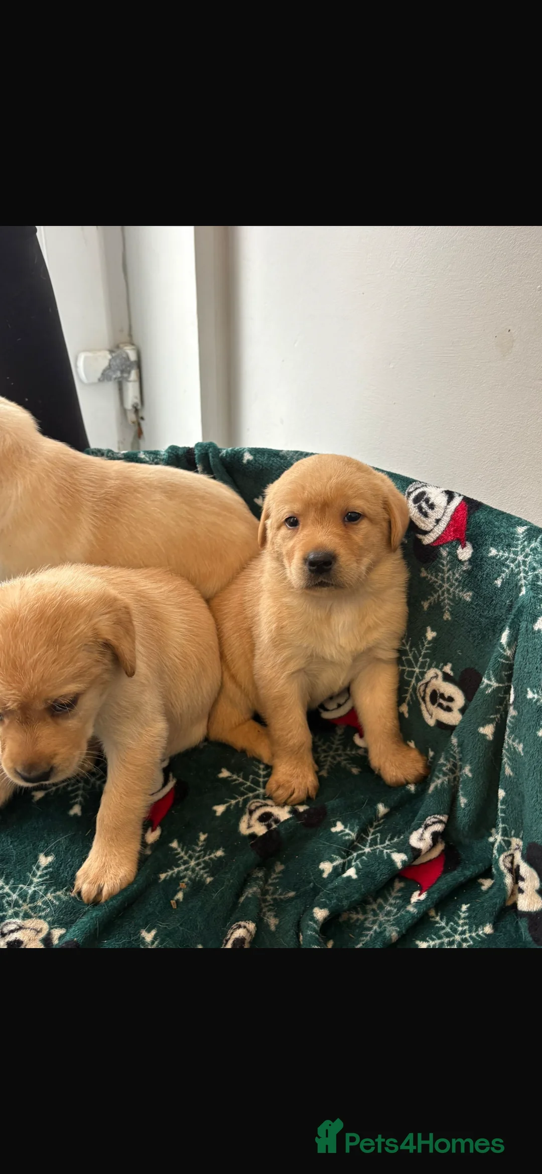 Labrador Retriever dogs for sale: Labrador pups - Advert 17
