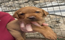 Labrador Retriever dogs for sale: KC reg health tested lab pups  - Image 12