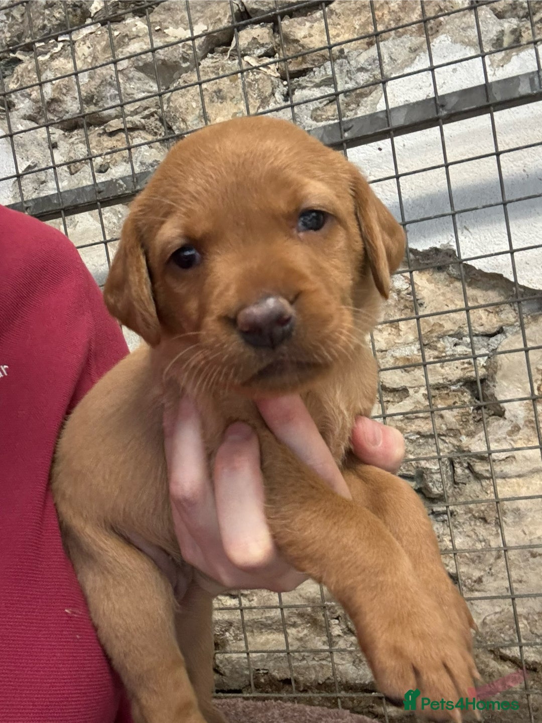 Labrador Retriever dogs for sale: KC reg health tested lab pups  - Image 12