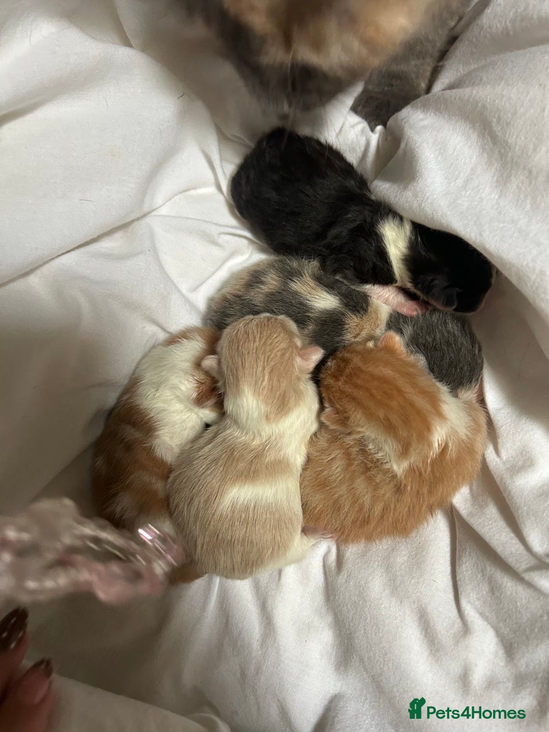 Mixed Breed cats for sale: Stunning ragdoll mix kittens for 5 star homes - Image 4