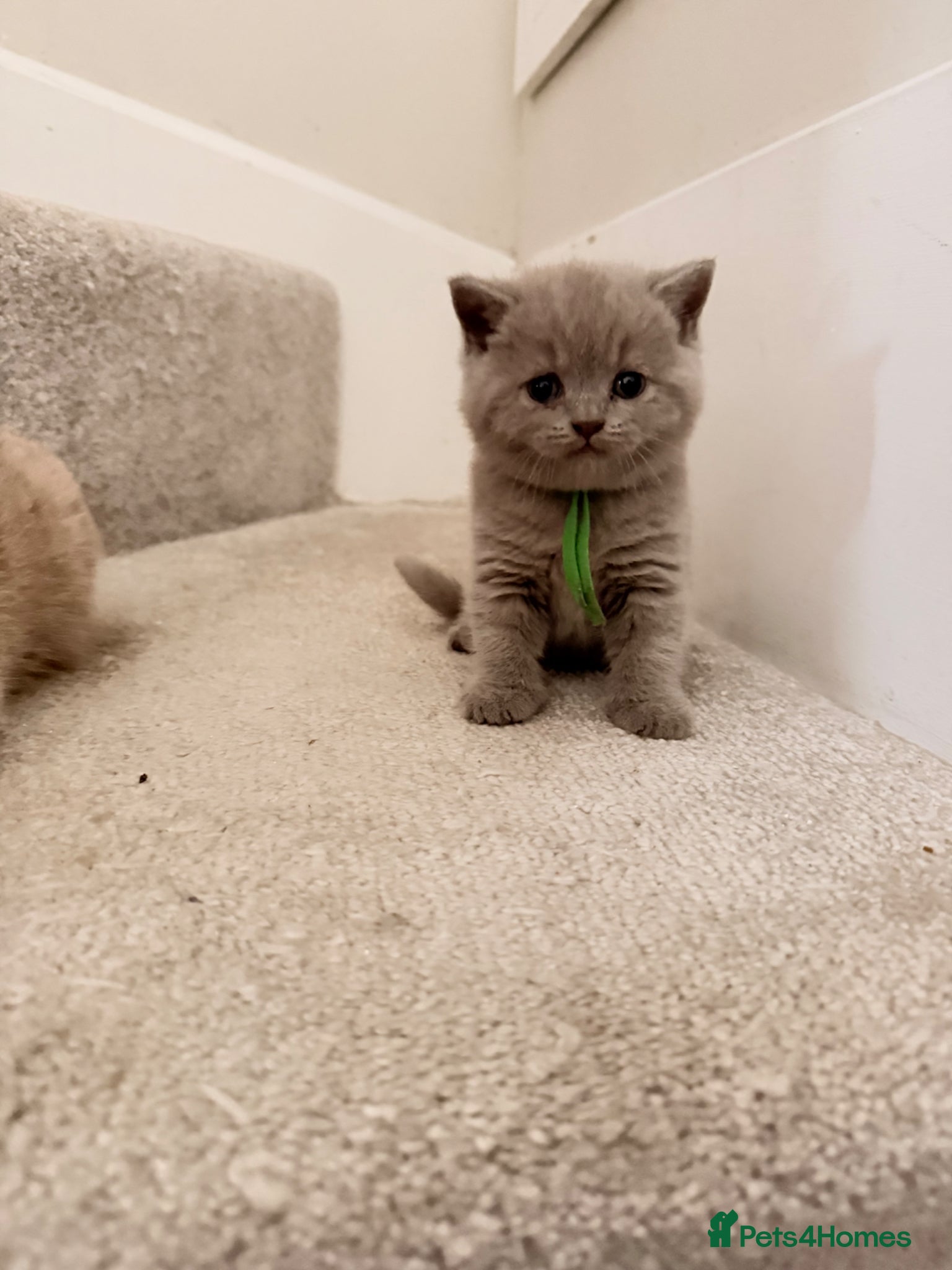 British Shorthair cats Stunning GCCF-Registered British Shorthair Kittens - Advert 2