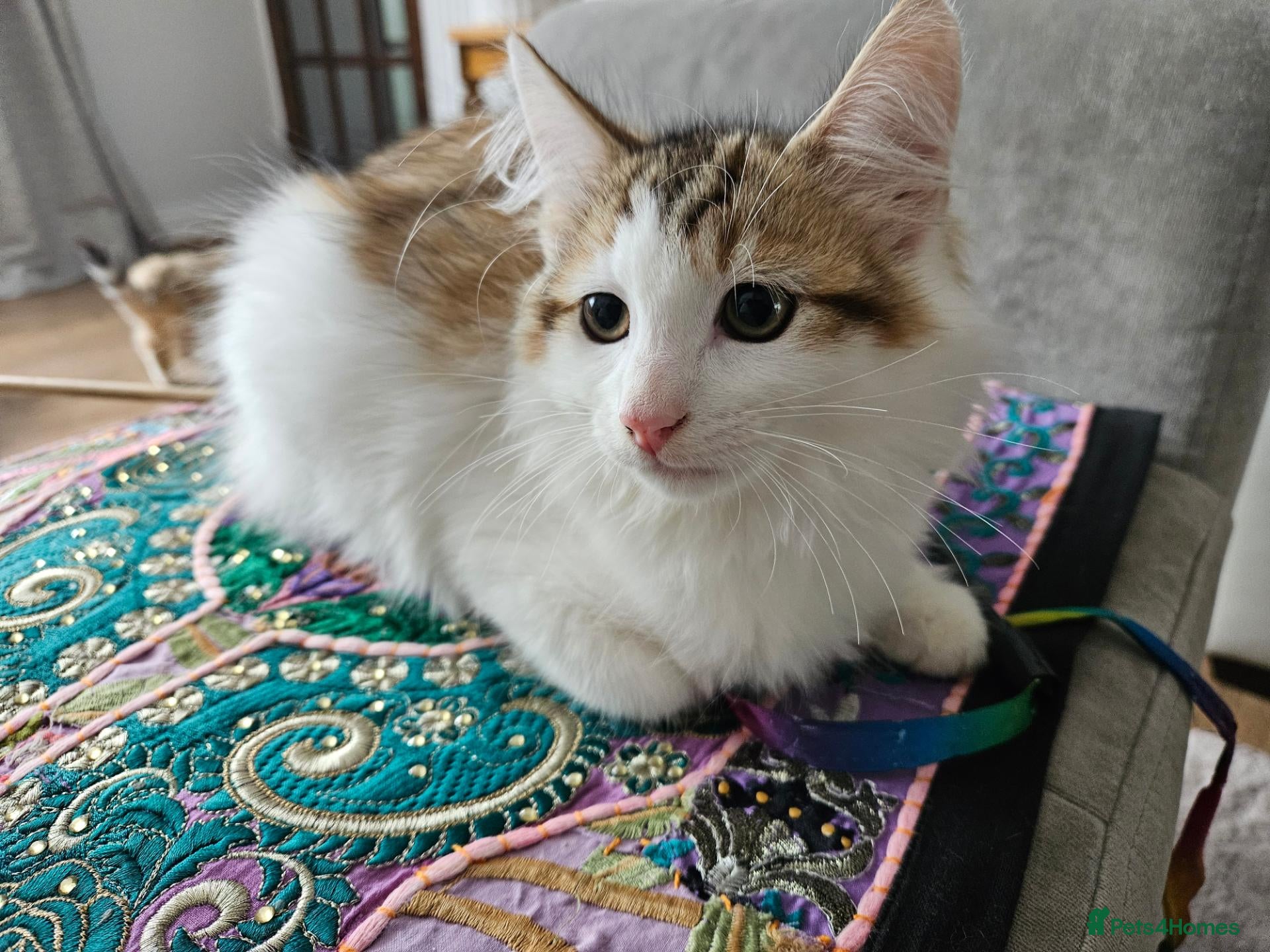 Siberian cats Gorgeous Siberian kitten waiting for you🌞. - Advert 17
