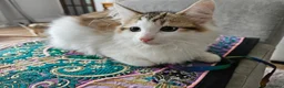 Siberian cats for sale: Gorgeous Siberian kitten waiting for you🌞. - Advert 11