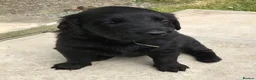 Flat coated Retriever dogs for sale: Ready now! Flat coated x Golden retriever pups. - Advert 30