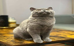 British Shorthair cats for sale: Chunky British Shorthair Blue Kittens 🐱💙 - Image 1
