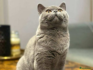 British Shorthair cats - Advert 1