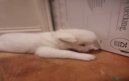 Akita dogs for sale: Akita puppies ready 7th December - Advert 3