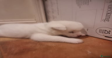 Akita dogs Akita puppies ready 7th December - Advert 14