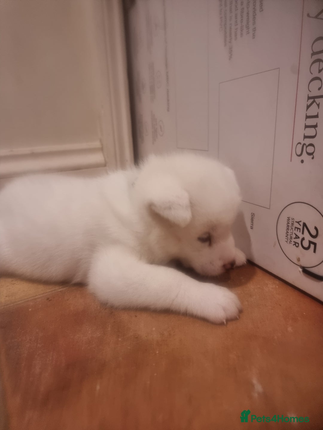 Akita dogs for sale: Akita puppies ready 7th December - Advert 3