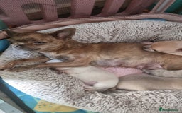 Chihuahua dogs for sale: Beautiful Tiny Chihuahua puppies - Image 12