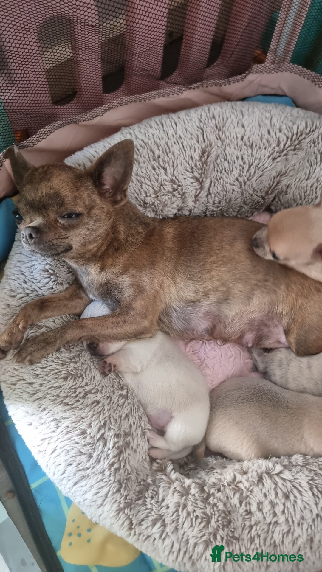 Chihuahua dogs for sale: Beautiful Tiny Chihuahua puppies - Image 12