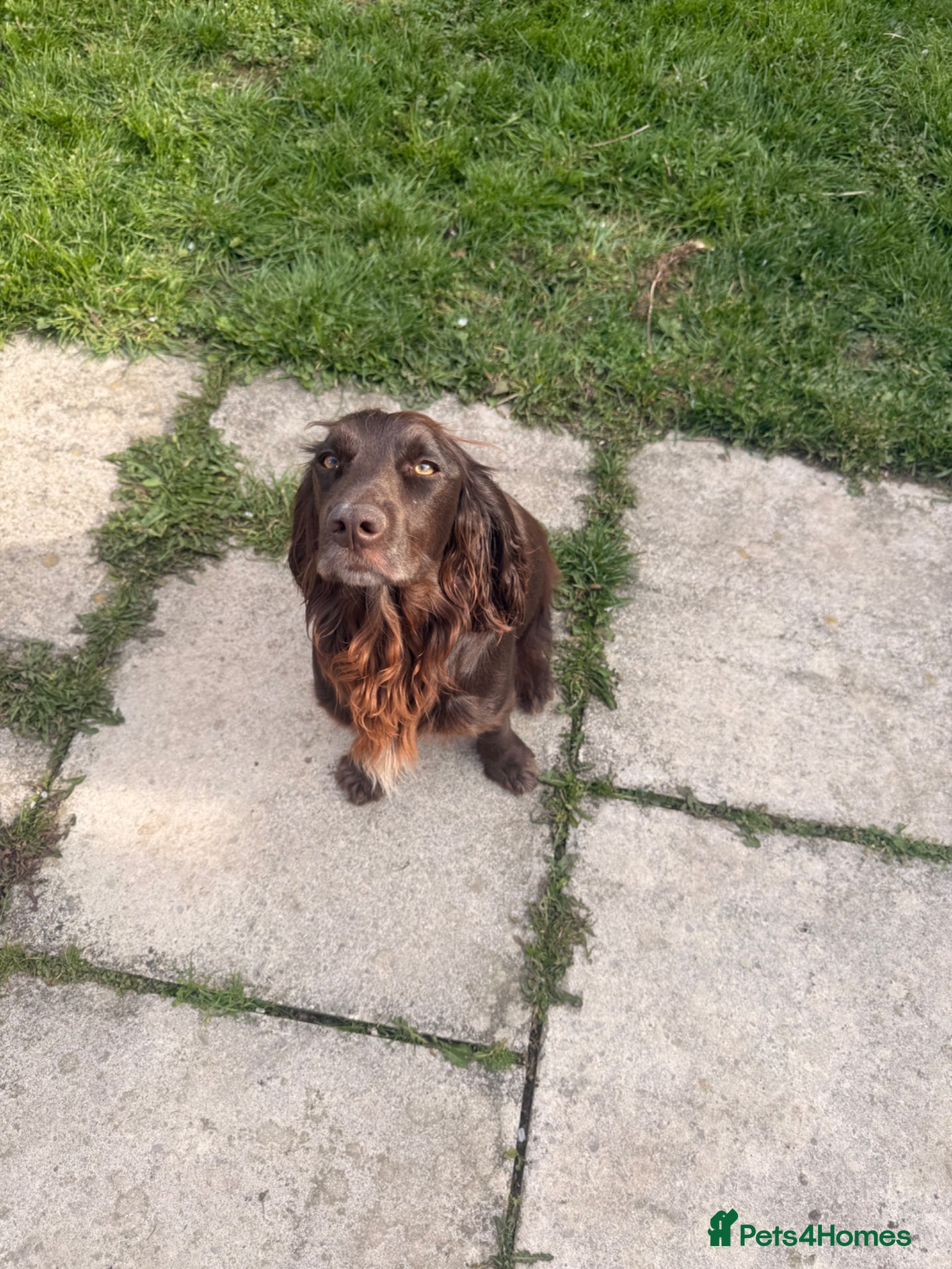 Cocker Spaniel dogs Last chocolate cocker spaniel puppy!!  - Advert 8