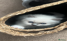Ragdoll cats for sale: Stunning Ragdoll kittens. Ready 12 December - Image 4
