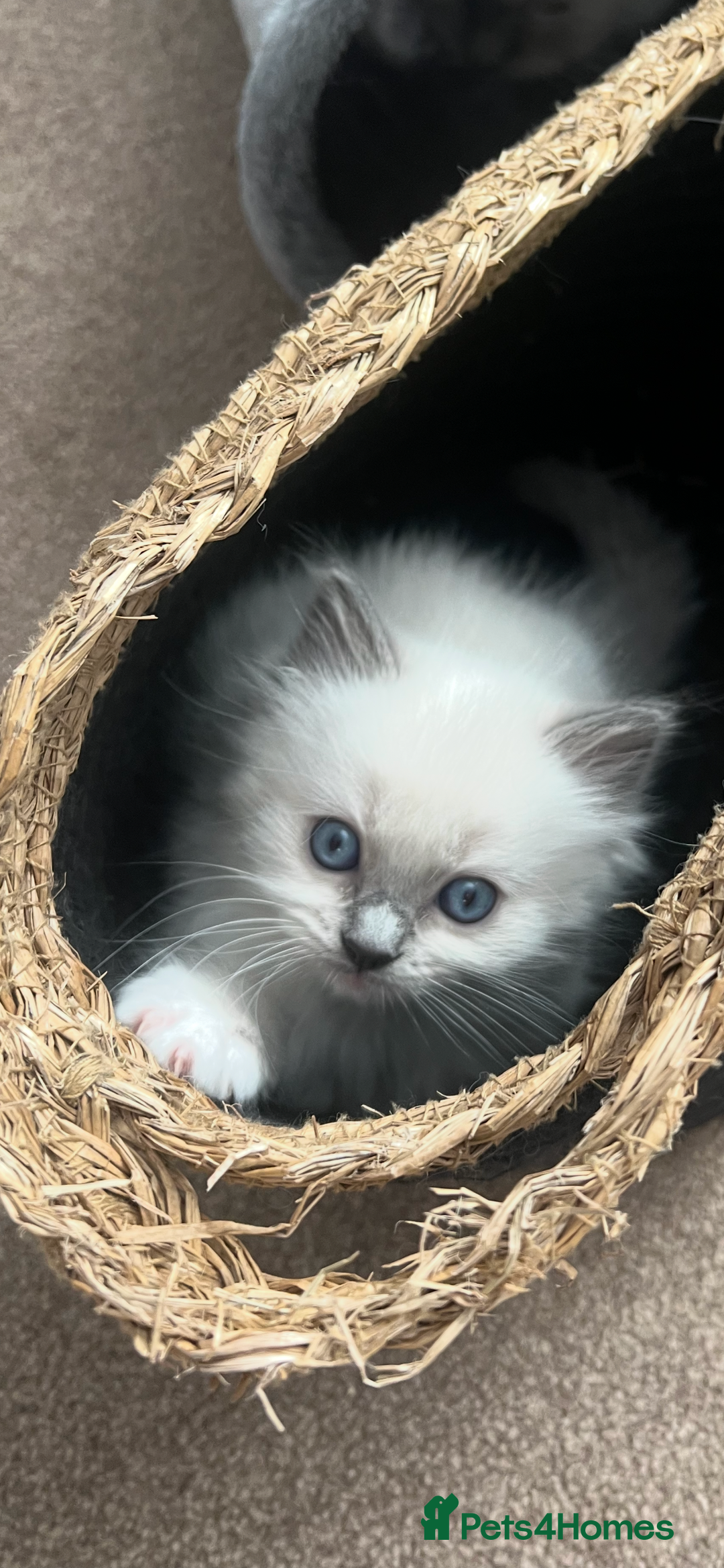 Ragdoll cats for sale: Stunning Ragdoll kittens. Ready 12 December - Image 4