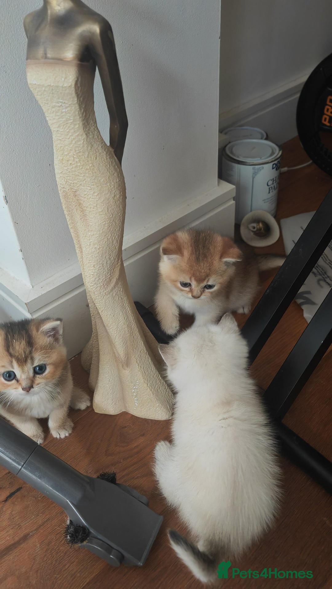 British Shorthair cats for sale: Adorable gorgeous pure British Shorthair Kittens  - Image 5