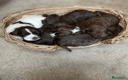 Mixed Breed dogs for sale: Australian Goldendoodles stunning litter  - Image 2