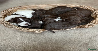 Mixed Breed dogs - Advert 9