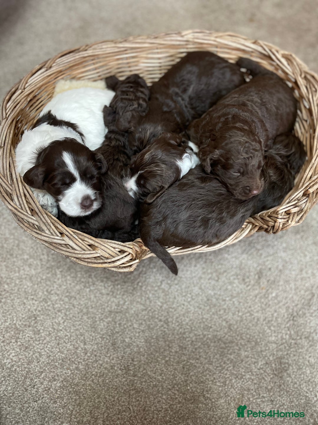 Mixed Breed dogs for sale: Australian Goldendoodles stunning litter  - Image 2