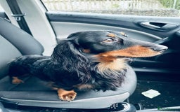 Miniature Dachshund dogs for stud: Stud available Miniature Long-Haired Dachshund  - Image 1